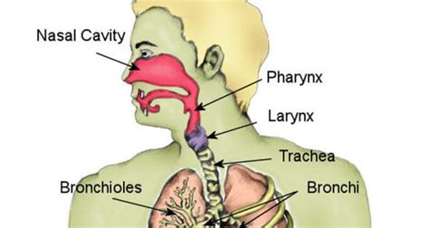 lethal throat|crushed windpipe symptoms.